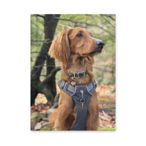 Hardcover Matte Journal – Featuring Jaxy the Dog 3