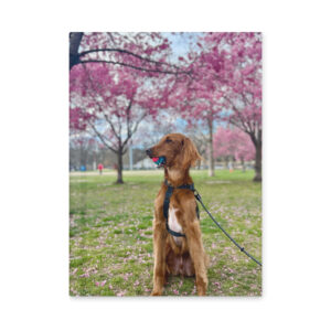 Hardcover Matte Journal – Featuring Jaxy the Dog 4